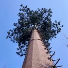 tour de cellules de camouflage d'arbre de noix de coco 30m/S pour extérieur