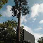 Signal bionique unipolaire de Wifi d'arbre de palmier de camouflage de télécom de mobile artificiel de tour